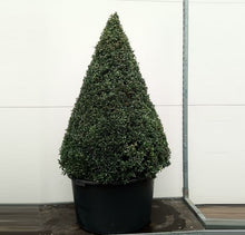 Afbeelding in Gallery-weergave laden, Buxus Kegel - Buxus sempervirens
