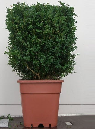 Buxus kubus - Buxus sempervirens kwekerij