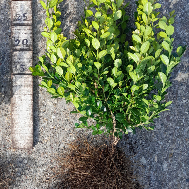 Buxushaag microphylla Faulkner blote wortel - Sterke buxushaag