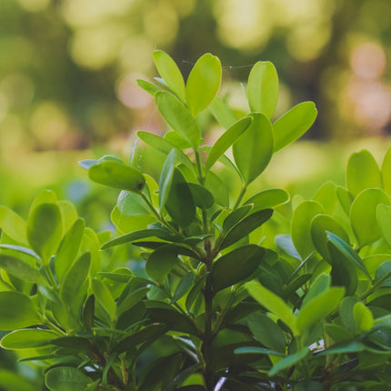 Buxushaag - Buxus sempervirens in pot