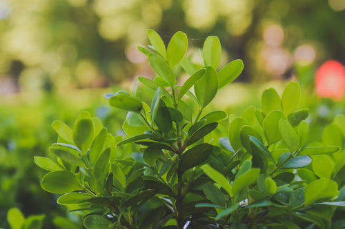 Buxushaag - Buxus sempervirens in pot