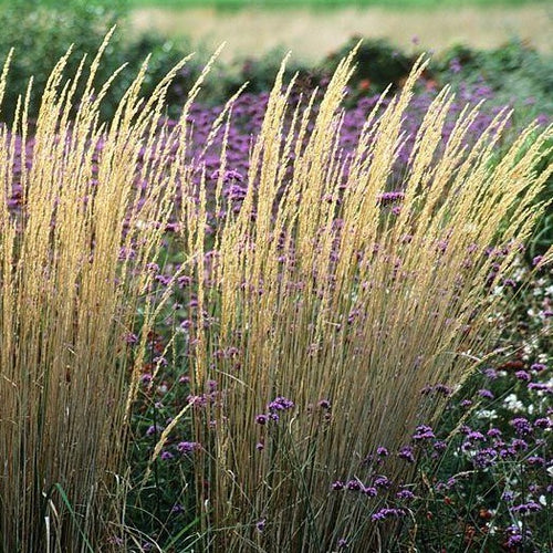Calamagrostis acut. 'Karl Foerster'