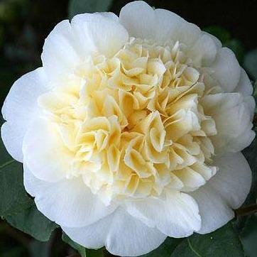 Camellia japonica 'Brushfield's Yellow'.