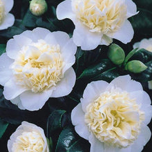 Afbeelding in Gallery-weergave laden, Camellia japonica &#39;Brushfield&#39;s Yellow&#39;.
