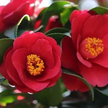 Camellia japonica ‘Dr. King’.