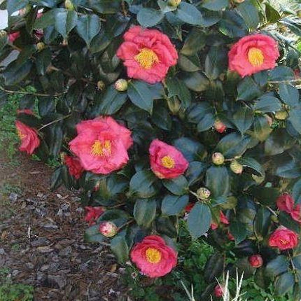 Camellia japonica ‘Dr. King’.