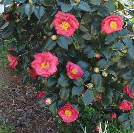 Camellia japonica ‘Dr. King’.