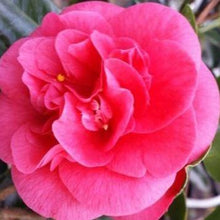 Afbeelding in Gallery-weergave laden, Camellia japonica &#39;Lady Campbell&#39; red pink - Tuinplantenloods
