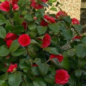 Camellia japonica 'Lady Campbell' red pink - Tuinplantenloods