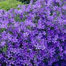 Afbeelding in Gallery-weergave laden, Campanula portenschlagiana - Klokjesbloem
