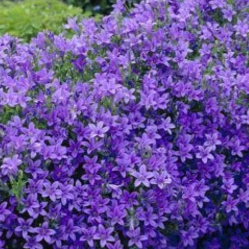 Campanula portenschlagiana - Klokjesbloem