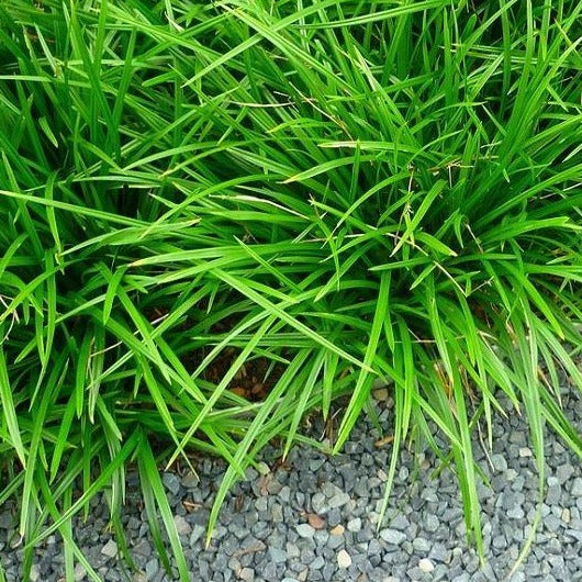 Carex morrowii 'Irish Green' - Zegge mini