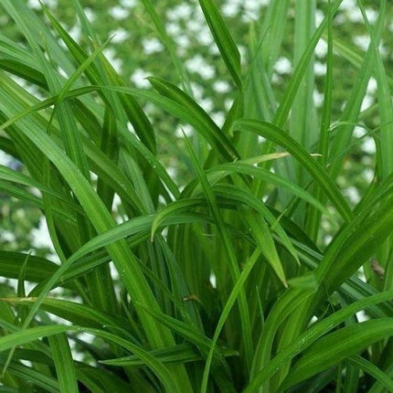 Carex fol. 'Irish Green' (siergras) - Tuinplantenloods