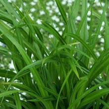 Afbeelding in Gallery-weergave laden, Carex fol. &#39;Irish Green&#39; (siergras) - Tuinplantenloods
