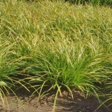 Afbeelding in Gallery-weergave laden, Carex morrowii &#39;Variegata&#39; (siergras) - Tuinplantenloods
