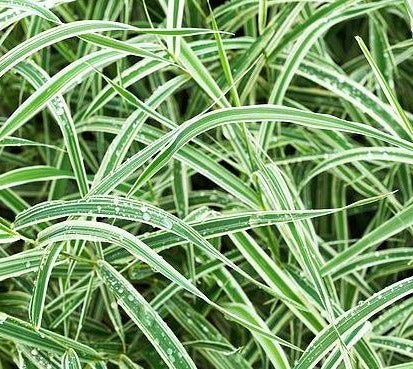 Carex morrowii 'Variegata' - Zegge mini