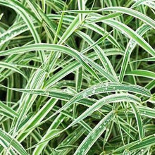 Afbeelding in Gallery-weergave laden, Carex morrowii &#39;Variegata&#39; (siergras) - Tuinplantenloods
