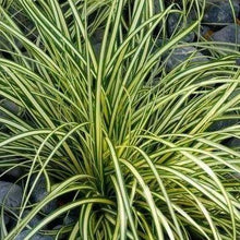 Afbeelding in Gallery-weergave laden, Carex oshimensis &#39;Evergold&#39; (siergras) - Tuinplantenloods
