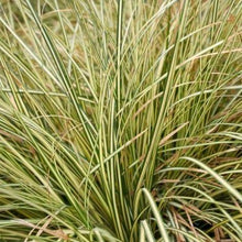 Afbeelding in Gallery-weergave laden, Carex oshimensis &#39;Evergold&#39; (siergras) - Tuinplantenloods
