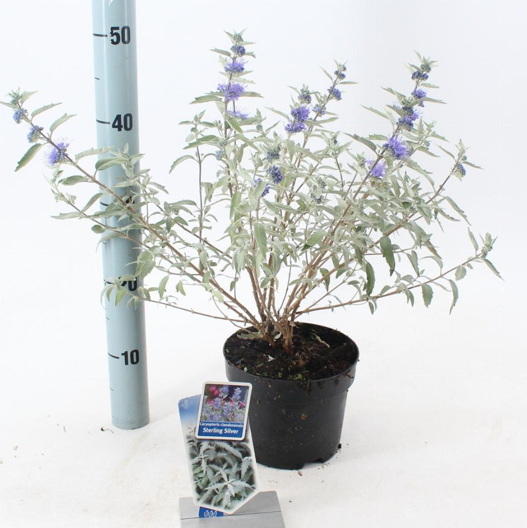Caryopteris clandonensis Sterling Silver