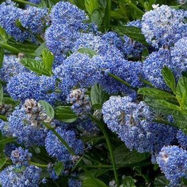 Ceanothus Imp. Victoria - Tuinplantenloods