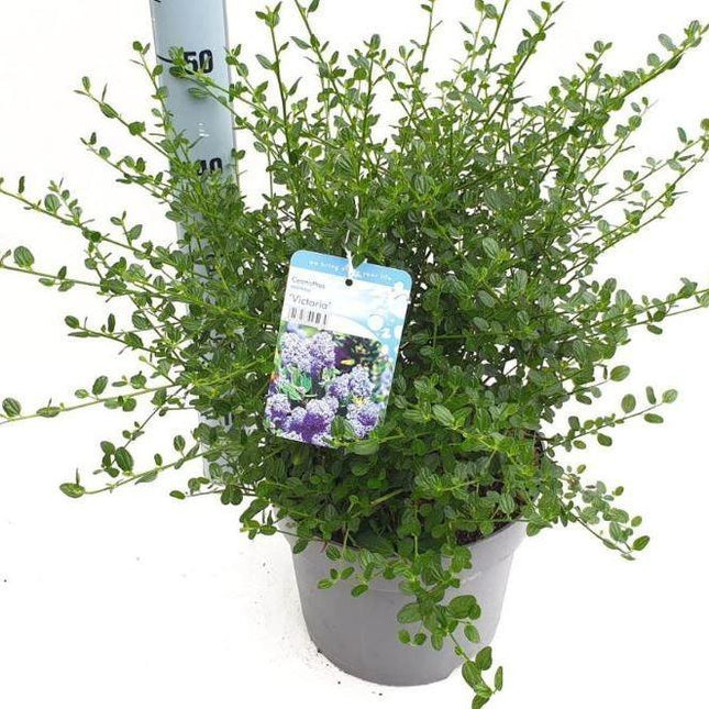 Ceanothus Imp. Victoria - Tuinplantenloods