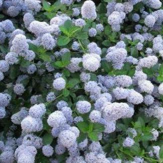 Ceanothus Thyrsiflorus Var. Repens - Tuinplantenloods
