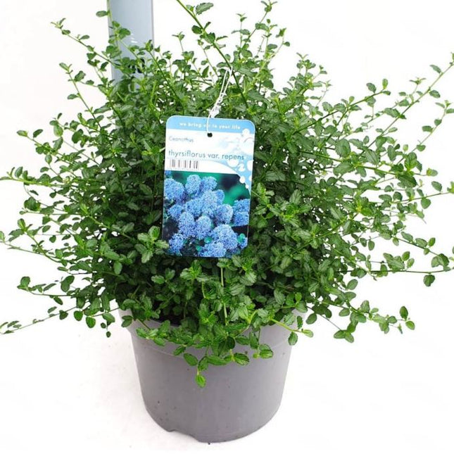 Ceanothus Thyrsiflorus Var. Repens - Tuinplantenloods