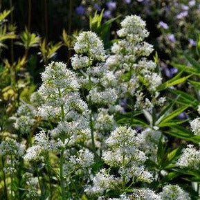 Centranthus ruber 'Albus' witte spoorbloem