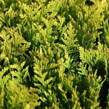 Chamaecyparis lawsoniana 'Ivonne' haag pakket per meter - Tuinplantenloods