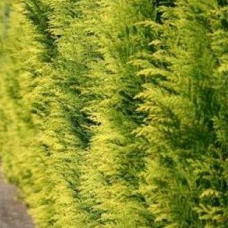 Chamaecyparis lawsoniana 'Stardust' haag pakket per meter - Tuinplantenloods
