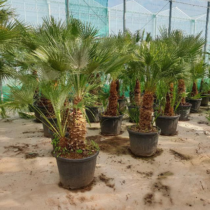 Chamaerops humilis - Grote winterharde palm