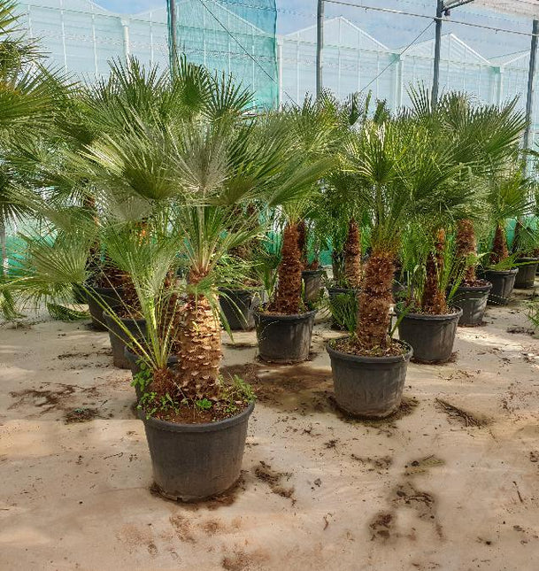 Chamaerops humilis - Grote winterharde palm