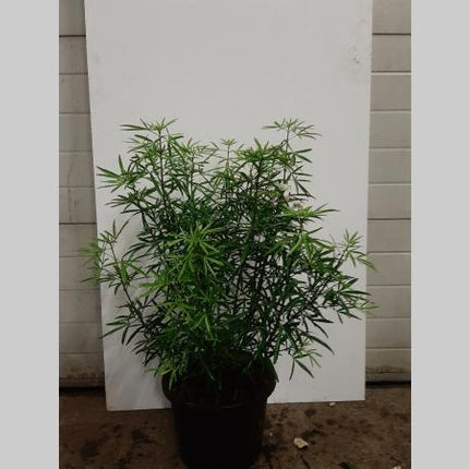 Choisya 'Aztec Pearl'  60-70cm