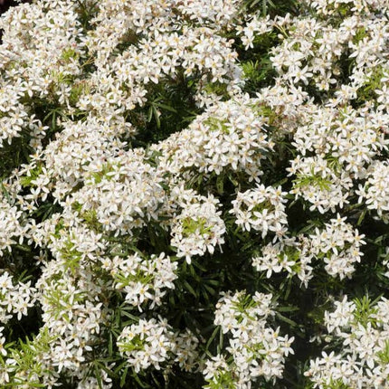 Choisya ternata White Dazzler