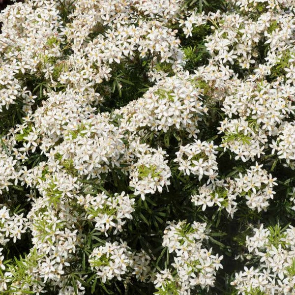 Choisya ternata White Dazzler