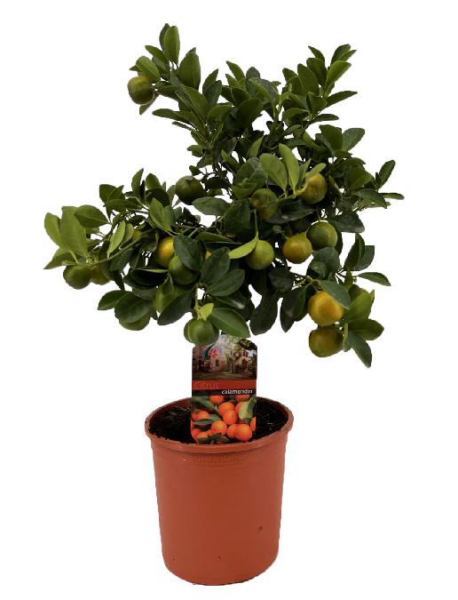Citrus calamondin op stam met 15+ groene vruchten 