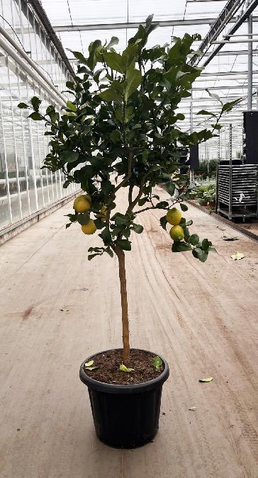 Citrus lemon - Citroen op stam 210cm met 2+ groene/kleurende vruchten