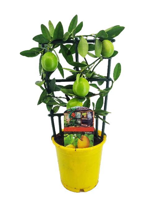 Citrus limon Rek met 8+ groene vruchten