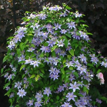 Afbeelding in Gallery-weergave laden, Clematis Justa - Bosrank
