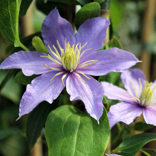 Clematis Justa - Bosrank