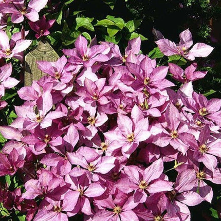 Clematis Margaret Hunt - bosrank