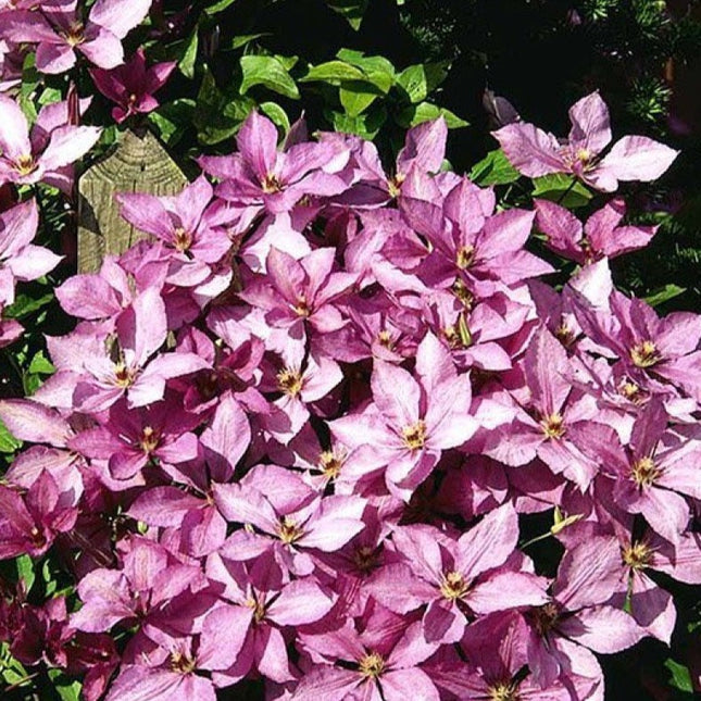 Clematis Margaret Hunt - bosrank