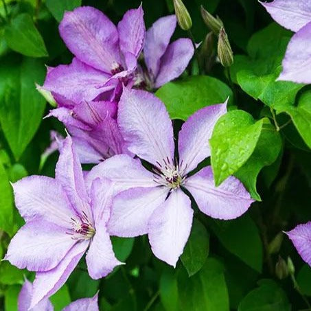 Clematis Margaret Hunt - bosrank