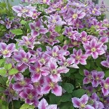 Afbeelding in Gallery-weergave laden, Clematis Piilu Tweekleurige Clematis - Bosrank
