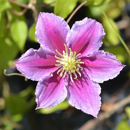 Clematis Piilu Tweekleurige Clematis - Bosrank