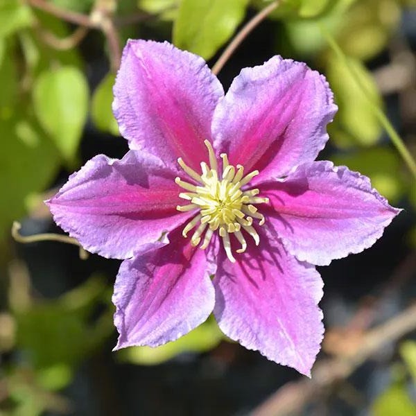 Clematis Piilu Tweekleurige Clematis - Bosrank