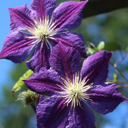Clematis Star of India Tweekleurige bosrank