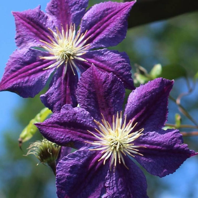 Clematis Star of India Tweekleurige bosrank