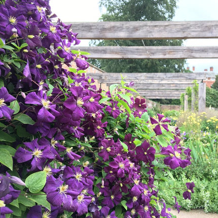 Clematis Star of India Tweekleurige bosrank